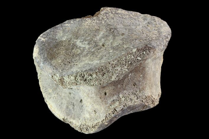 Hadrosaur Toe Bone - Alberta (Disposition #-) #95139